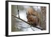 Red Squirrel-null-Framed Photographic Print