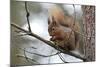 Red Squirrel-null-Mounted Photographic Print