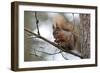 Red Squirrel-null-Framed Photographic Print