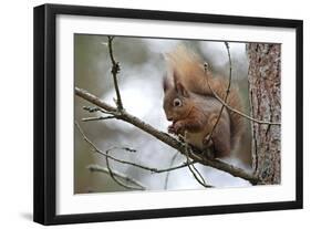 Red Squirrel-null-Framed Photographic Print