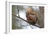 Red Squirrel-null-Framed Photographic Print