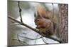 Red Squirrel-null-Mounted Photographic Print