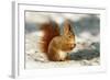 Red Squirrel-null-Framed Photographic Print