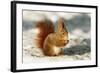 Red Squirrel-null-Framed Photographic Print