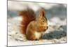 Red Squirrel-null-Mounted Photographic Print