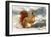 Red Squirrel-null-Framed Photographic Print