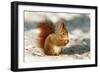 Red Squirrel-null-Framed Photographic Print