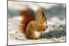 Red Squirrel-null-Mounted Photographic Print