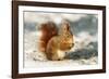 Red Squirrel-null-Framed Photographic Print