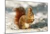 Red Squirrel-null-Mounted Photographic Print