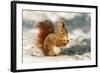 Red Squirrel-null-Framed Photographic Print