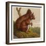 Red Squirrel-null-Framed Art Print