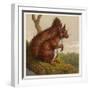 Red Squirrel-null-Framed Art Print