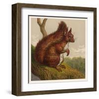 Red Squirrel-null-Framed Art Print