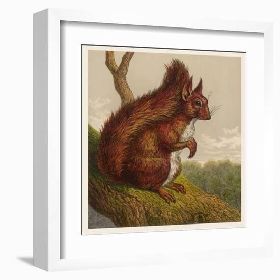 Red Squirrel-null-Framed Art Print