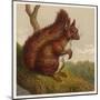 Red Squirrel-null-Mounted Art Print