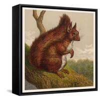 Red Squirrel-null-Framed Stretched Canvas
