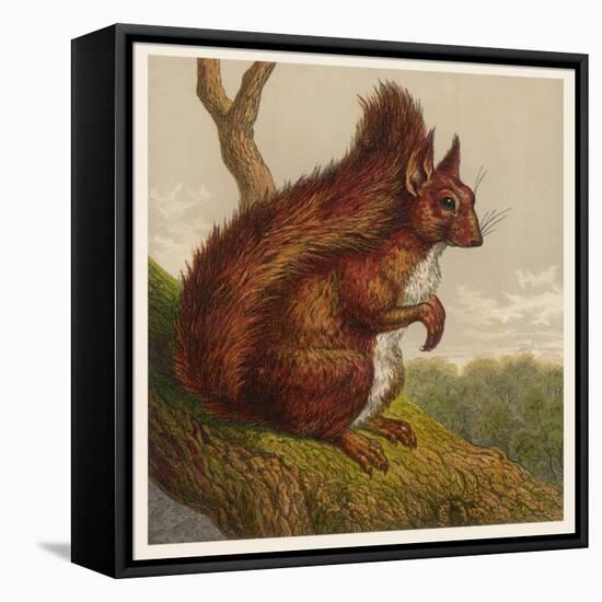 Red Squirrel-null-Framed Stretched Canvas