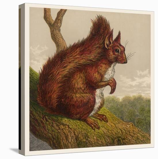 Red Squirrel-null-Stretched Canvas