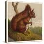 Red Squirrel-null-Stretched Canvas