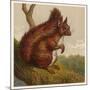 Red Squirrel-null-Mounted Art Print