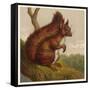 Red Squirrel-null-Framed Stretched Canvas