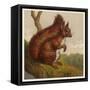 Red Squirrel-null-Framed Stretched Canvas