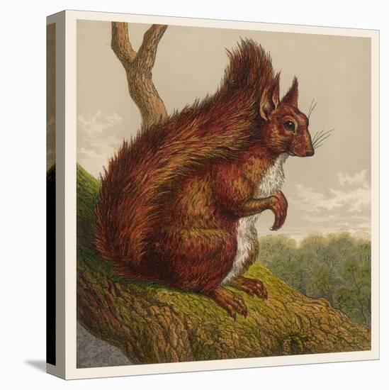 Red Squirrel-null-Stretched Canvas