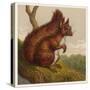 Red Squirrel-null-Stretched Canvas