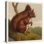 Red Squirrel-null-Stretched Canvas