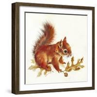 Red Squirrel-Peggy Harris-Framed Giclee Print