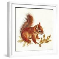 Red Squirrel-Peggy Harris-Framed Giclee Print