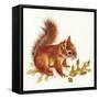Red Squirrel-Peggy Harris-Framed Stretched Canvas