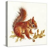 Red Squirrel-Peggy Harris-Stretched Canvas