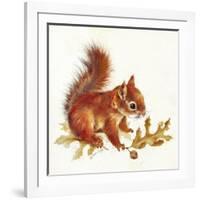 Red Squirrel-Peggy Harris-Framed Giclee Print