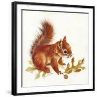 Red Squirrel-Peggy Harris-Framed Giclee Print