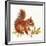 Red Squirrel-Peggy Harris-Framed Giclee Print