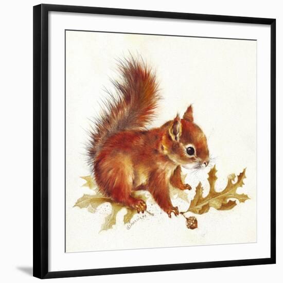 Red Squirrel-Peggy Harris-Framed Giclee Print