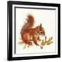 Red Squirrel-Peggy Harris-Framed Giclee Print