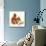 Red Squirrel-Peggy Harris-Mounted Giclee Print displayed on a wall