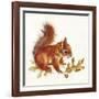 Red Squirrel-Peggy Harris-Framed Giclee Print