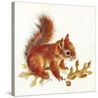 Red Squirrel-Peggy Harris-Stretched Canvas