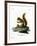 Red Squirrel-null-Framed Giclee Print