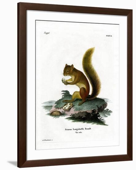 Red Squirrel-null-Framed Giclee Print