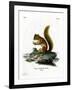 Red Squirrel-null-Framed Giclee Print