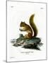 Red Squirrel-null-Mounted Giclee Print
