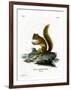 Red Squirrel-null-Framed Giclee Print