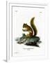 Red Squirrel-null-Framed Giclee Print