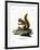 Red Squirrel-null-Framed Giclee Print