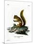 Red Squirrel-null-Mounted Giclee Print